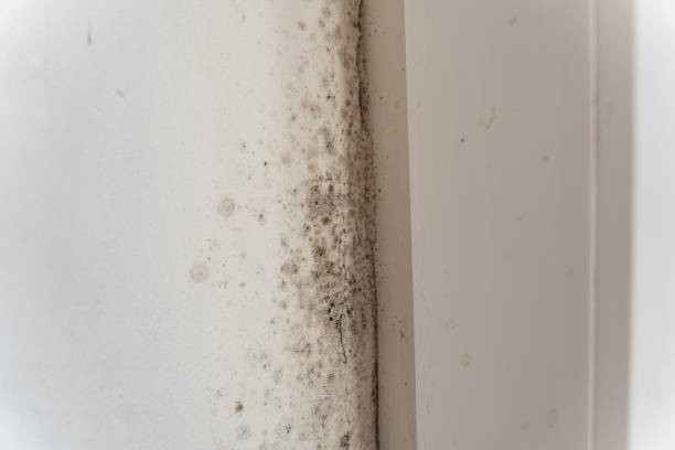 Best Water Damage & Mold Remediation  in Stewart Manor, NY